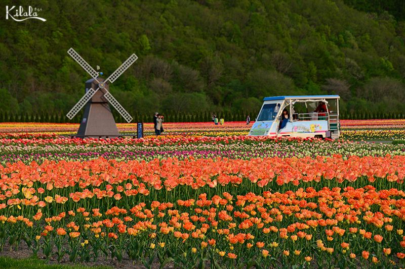 hoa tulip ở Kamiyubetsu